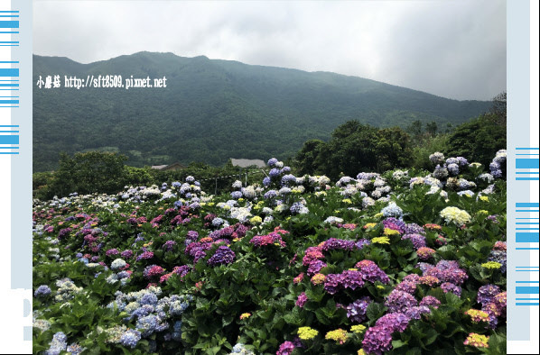 107.5.31.(115)陽明山竹子湖-高家繡球花田.JPG