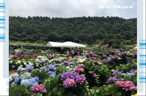 107.5.31.(121)陽明山竹子湖-高家繡球花田.JPG