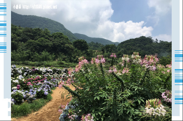 107.5.31.(123)陽明山竹子湖-高家繡球花田.JPG