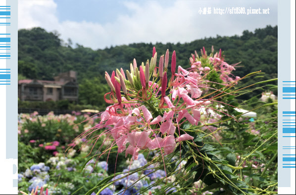 107.5.31.(124)陽明山竹子湖-高家繡球花田.JPG