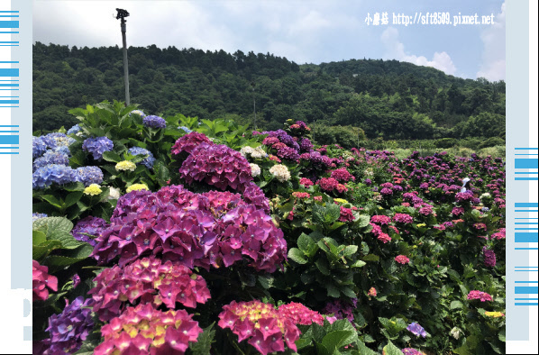 107.5.31.(128)陽明山竹子湖-高家繡球花田.JPG