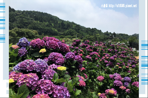 107.5.31.(144)陽明山竹子湖-高家繡球花田.JPG