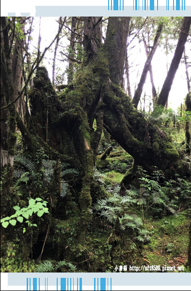 107.6.23.(64)太平山-翠峰湖環山步道.JPG