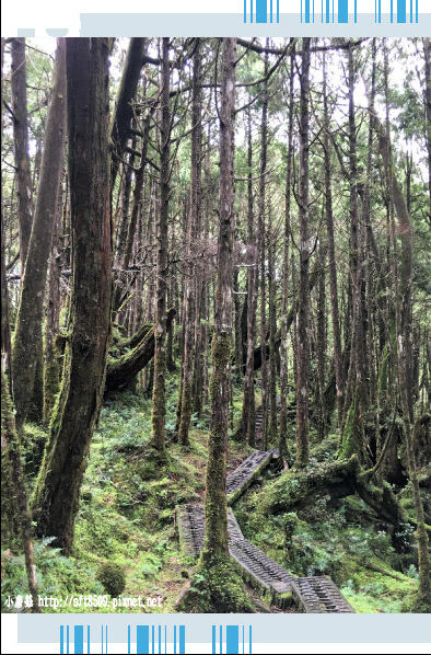 107.6.23.(70)太平山-翠峰湖環山步道.JPG