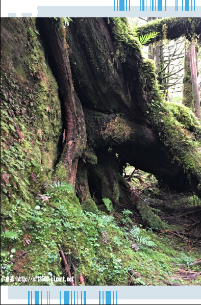 107.6.23.(100)太平山-翠峰湖環山步道.JPG