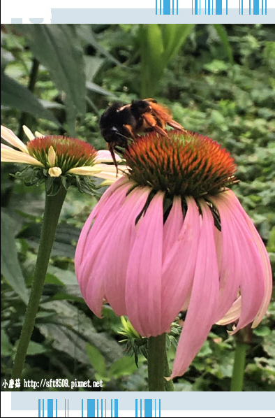 107.6.24.(173)武陵農場-行政中心別館花園.JPG