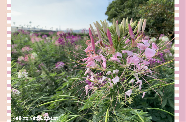 108.1.13.(154)台中后里-中社觀光花市.JPG