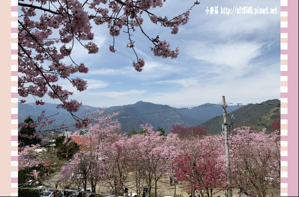 108.2.16.(216)拉拉山-恩愛農場賞櫻.JPG