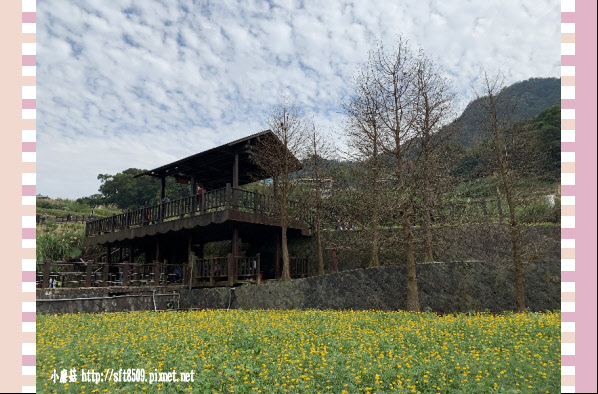 108.2.19.(108)貓空-樟樹步道賞閃閃淚光魯冰花.JPG