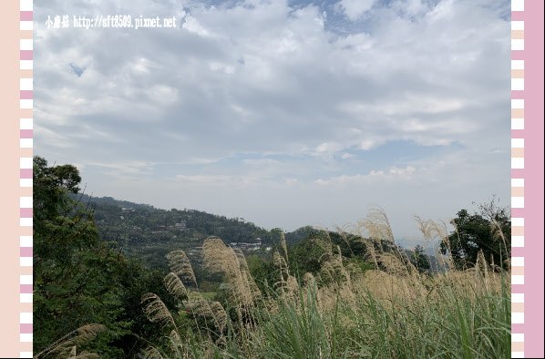 108.2.19.(5)貓空-樟樹步道賞閃閃淚光魯冰花.JPG