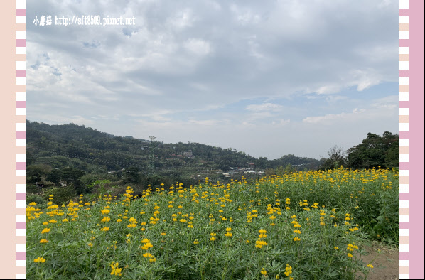 108.2.19.(7)貓空-樟樹步道賞閃閃淚光魯冰花.JPG