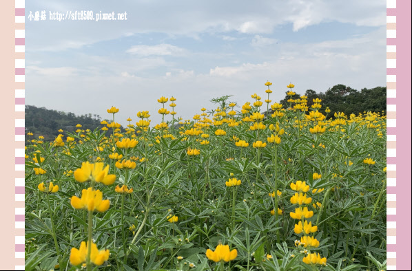 108.2.19.(8)貓空-樟樹步道賞閃閃淚光魯冰花.JPG