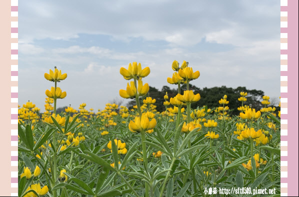 108.2.19.(13)貓空-樟樹步道賞閃閃淚光魯冰花.JPG