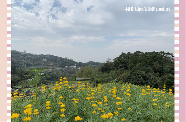 108.2.19.(24)貓空-樟樹步道賞閃閃淚光魯冰花.JPG