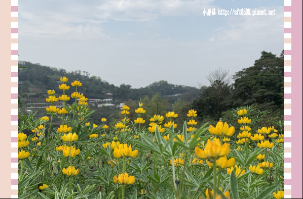 108.2.19.(25)貓空-樟樹步道賞閃閃淚光魯冰花.JPG