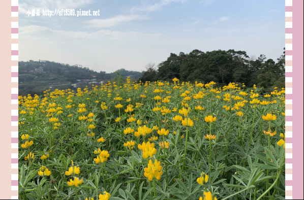 108.2.19.(30)貓空-樟樹步道賞閃閃淚光魯冰花.JPG