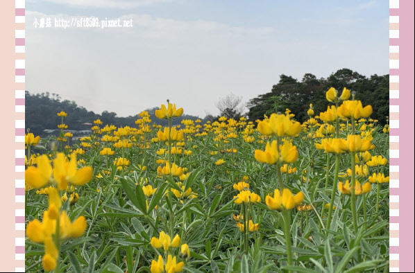 108.2.19.(32)貓空-樟樹步道賞閃閃淚光魯冰花.JPG