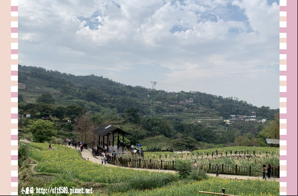 108.2.19.(46)貓空-樟樹步道賞閃閃淚光魯冰花.JPG