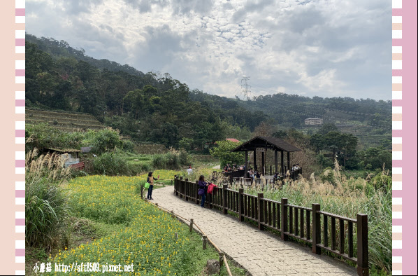 108.2.19.(47)貓空-樟樹步道賞閃閃淚光魯冰花.JPG