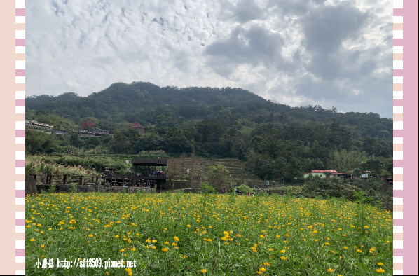 108.2.19.(53)貓空-樟樹步道賞閃閃淚光魯冰花.JPG