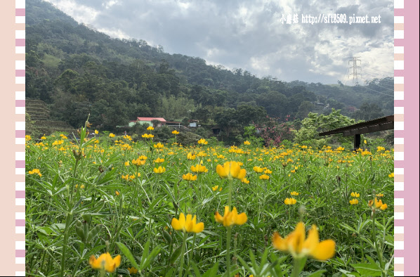 108.2.19.(54)貓空-樟樹步道賞閃閃淚光魯冰花.JPG