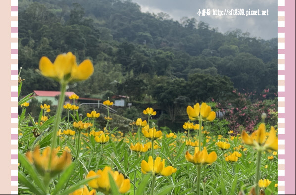 108.2.19.(55)貓空-樟樹步道賞閃閃淚光魯冰花.JPG