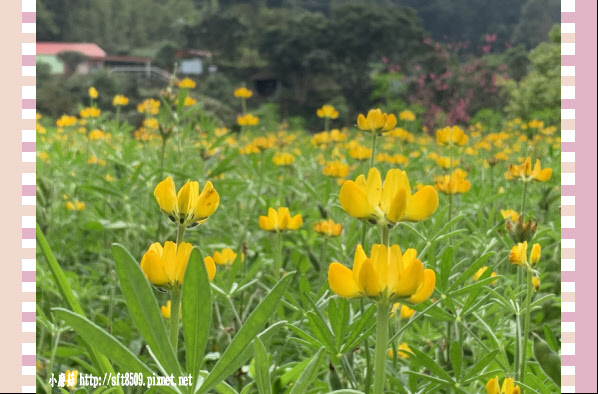 108.2.19.(56)貓空-樟樹步道賞閃閃淚光魯冰花.JPG