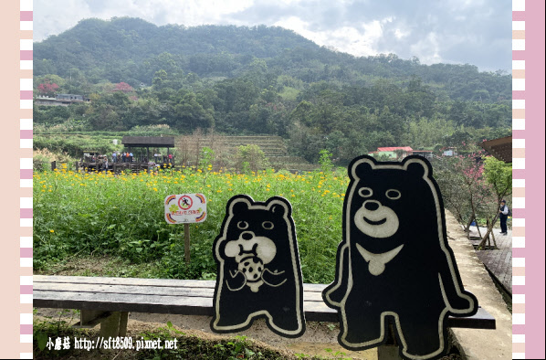 108.2.19.(61)貓空-樟樹步道賞閃閃淚光魯冰花.JPG