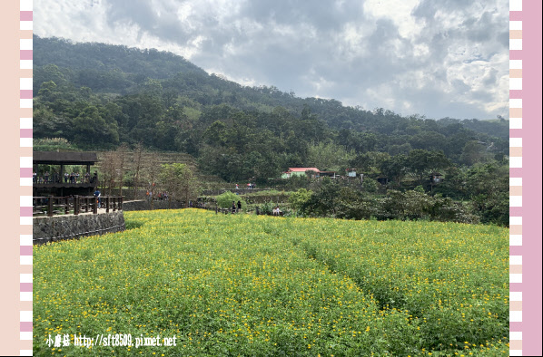 108.2.19.(67)貓空-樟樹步道賞閃閃淚光魯冰花.JPG