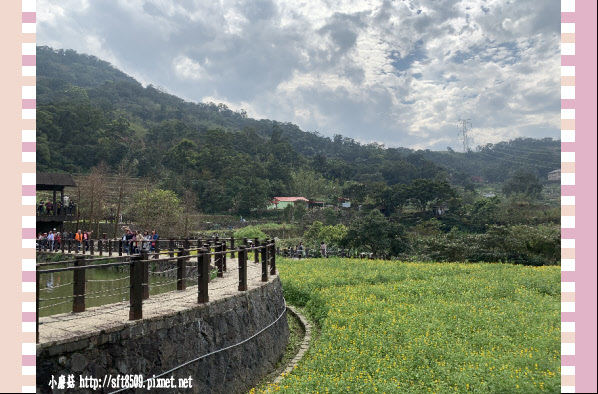 108.2.19.(74)貓空-樟樹步道賞閃閃淚光魯冰花.JPG