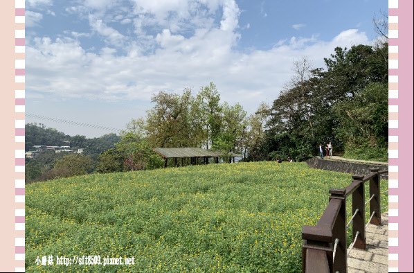 108.2.19.(75)貓空-樟樹步道賞閃閃淚光魯冰花.JPG