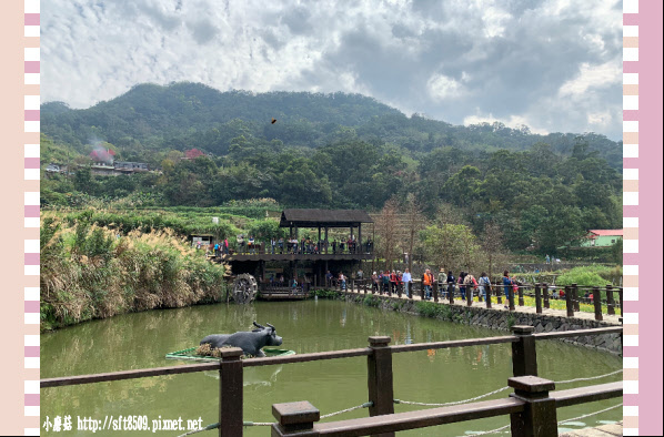 108.2.19.(77)貓空-樟樹步道賞閃閃淚光魯冰花.JPG