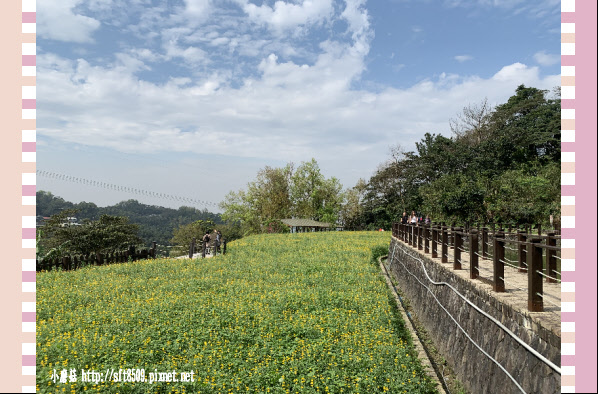 108.2.19.(79)貓空-樟樹步道賞閃閃淚光魯冰花.JPG