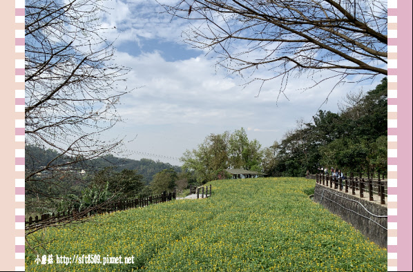 108.2.19.(81)貓空-樟樹步道賞閃閃淚光魯冰花.JPG