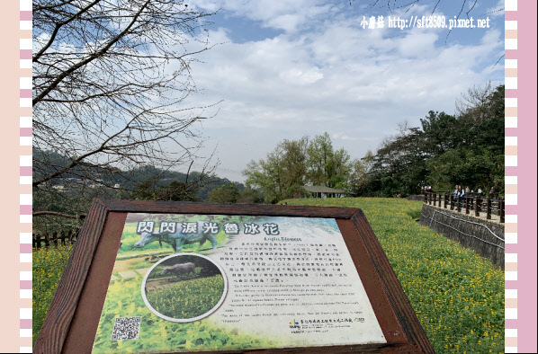 108.2.19.(82)貓空-樟樹步道賞閃閃淚光魯冰花.JPG