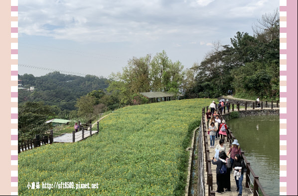 108.2.19.(97)貓空-樟樹步道賞閃閃淚光魯冰花.JPG