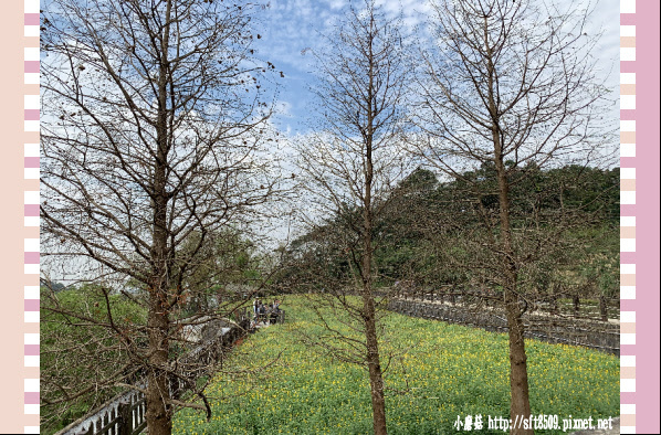 108.2.19.(98)貓空-樟樹步道賞閃閃淚光魯冰花.JPG