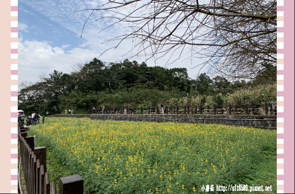 108.2.19.(99)貓空-樟樹步道賞閃閃淚光魯冰花.JPG