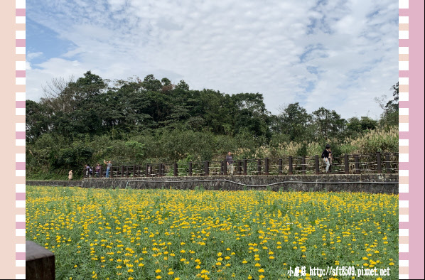 108.2.19.(100)貓空-樟樹步道賞閃閃淚光魯冰花.JPG