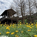 108.2.19.(103)貓空-樟樹步道賞閃閃淚光魯冰花.JPG