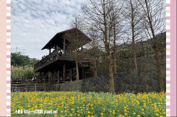 108.2.19.(105)貓空-樟樹步道賞閃閃淚光魯冰花.JPG