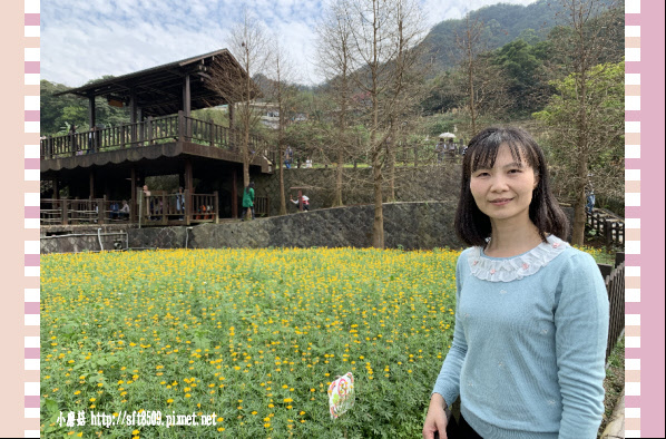 108.2.19.(109)貓空-樟樹步道賞閃閃淚光魯冰花.JPG