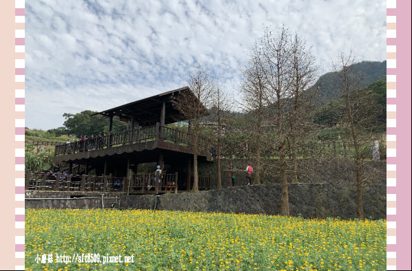 108.2.19.(112)貓空-樟樹步道賞閃閃淚光魯冰花.JPG