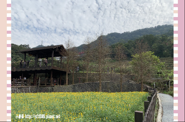 108.2.19.(114)貓空-樟樹步道賞閃閃淚光魯冰花.JPG