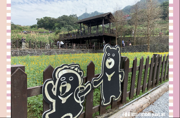 108.2.19.(115)貓空-樟樹步道賞閃閃淚光魯冰花.JPG