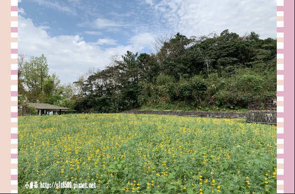 108.2.19.(119)貓空-樟樹步道賞閃閃淚光魯冰花.JPG