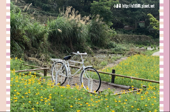 108.2.19.(120)貓空-樟樹步道賞閃閃淚光魯冰花.JPG