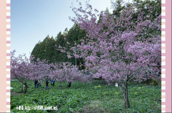 108.3.2.(11)福壽山農場-千櫻園.JPG