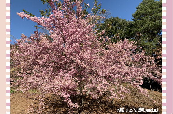 108.3.2.(34)福壽山農場-千櫻園.JPG