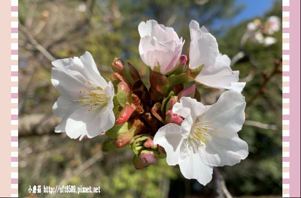 108.3.2.(57)福壽山農場-千櫻園.JPG